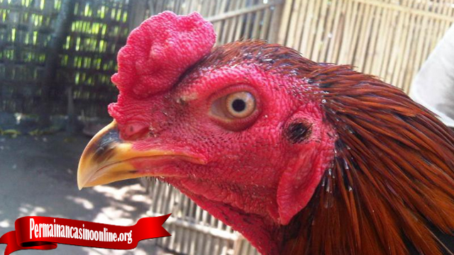 Penting Beri Perhatian Pada Ayam Yang Akan Bertanding